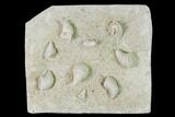 Mississippian Cuneate Coral (Neozaphrentis) Fossils - Arkansas #148603-1